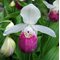 Башмачок королевы / Cypripedium reginae, Garden Orchid